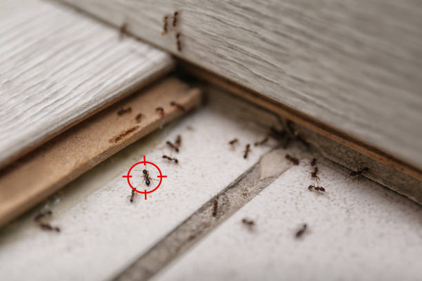 Best Bed Bug Extermination  in West Deland, FL