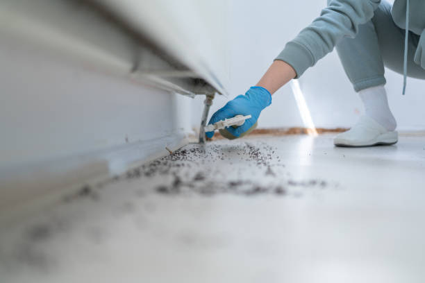 Best Rat Extermination Near Me  in West Deland, FL